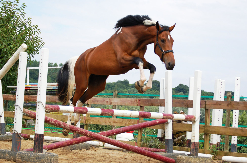 A horse jumping